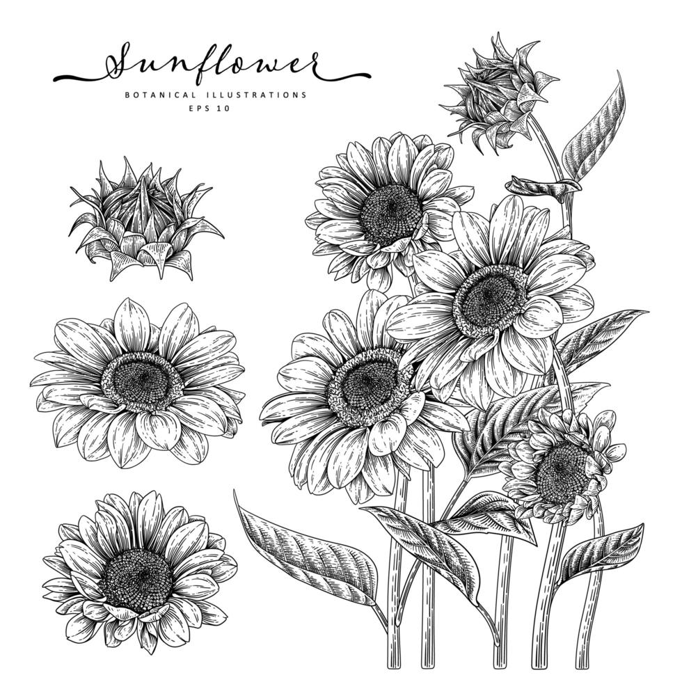 Sunflower Highly detailed Hand Drawn Sketch Elements Botanical Illustrations decorative set vector