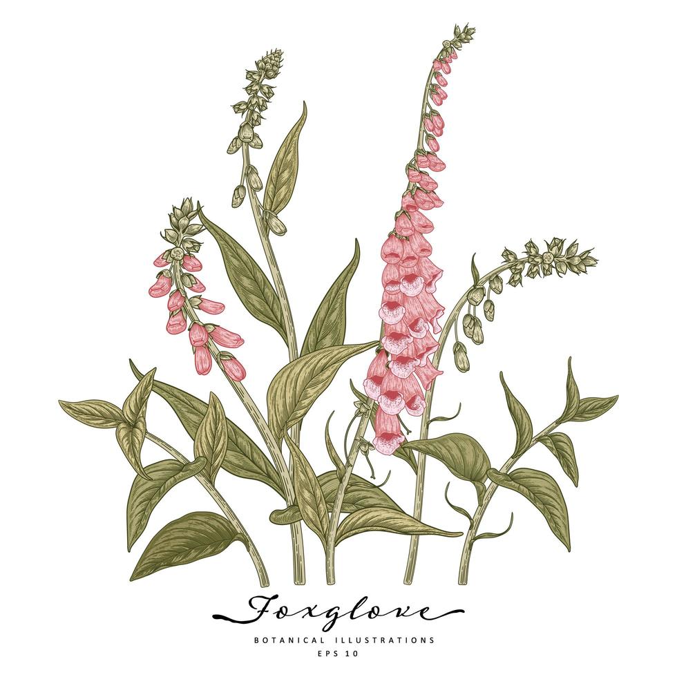 Pink Foxglove flowers Hand Drawn Botanical Illustrations vector