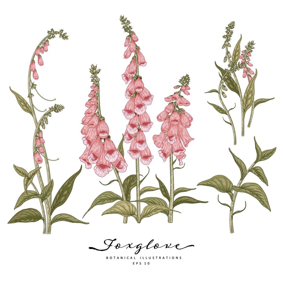 Pink Foxglove flowers Hand Drawn Elements Botanical Illustrations Decorative Set vector