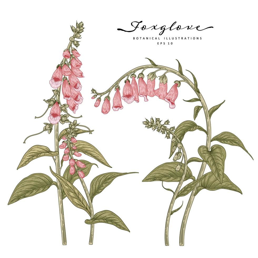 Pink Foxglove flowers Hand Drawn Botanical Illustrations vector
