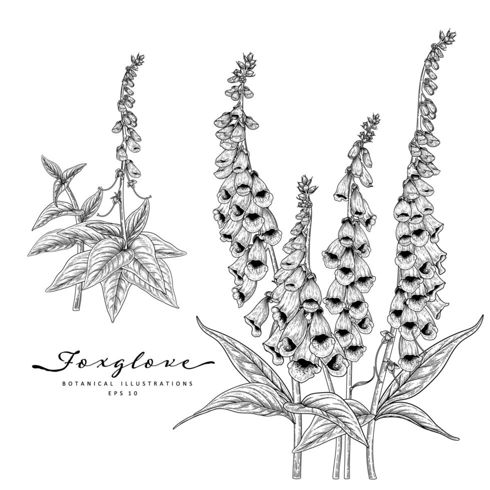 Foxglove flower Hand Drawn Sketch Botanical Illustrations vector