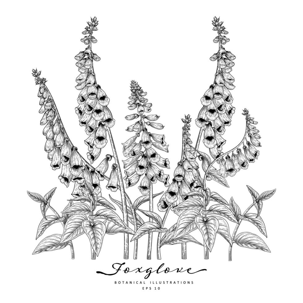 Foxglove flower Hand Drawn Sketch Botanical Illustrations vector