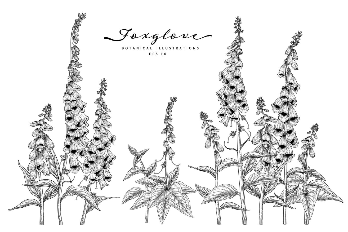 Foxglove flower Hand Drawn Sketch Botanical Illustrations vector