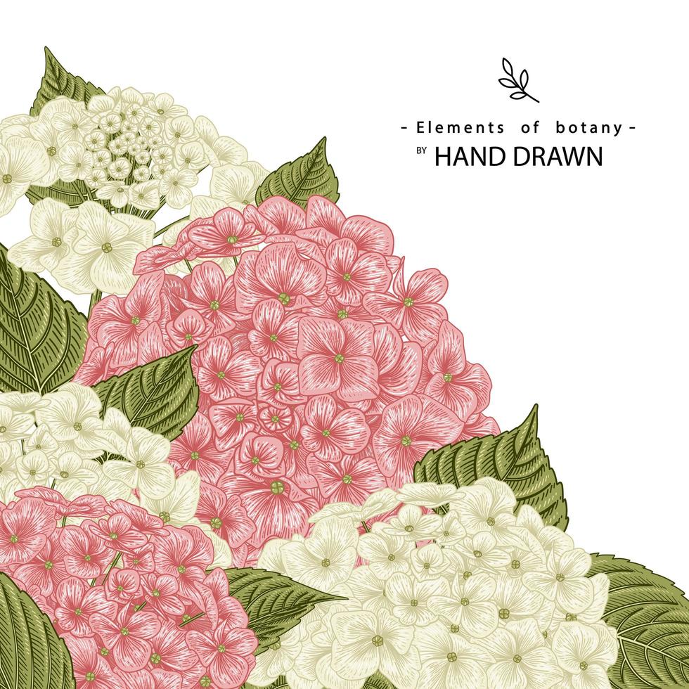 flor de hortensia rosa y blanca ilustraciones botánicas muy detalladas dibujadas a mano vector
