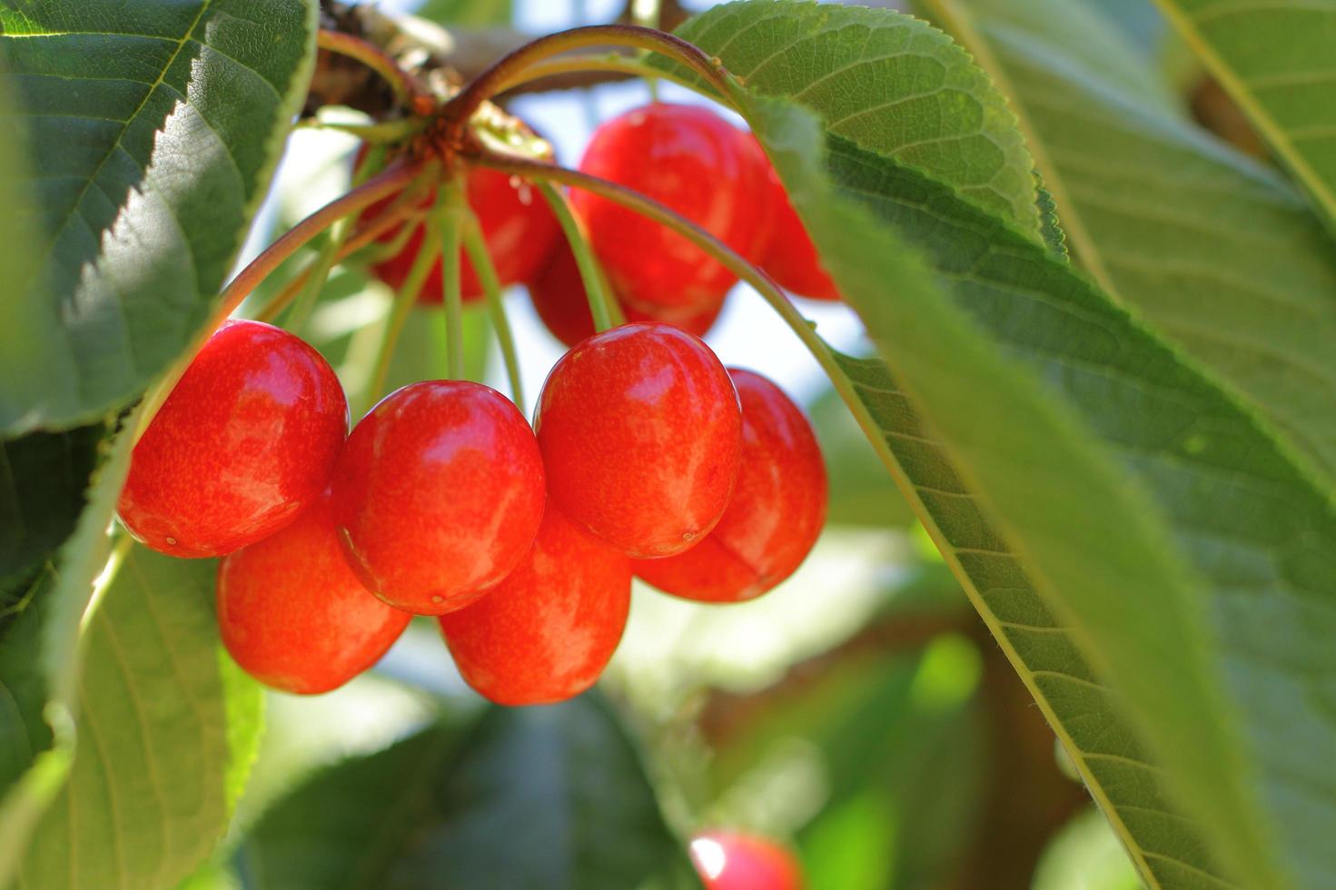 cerezo rojo foto