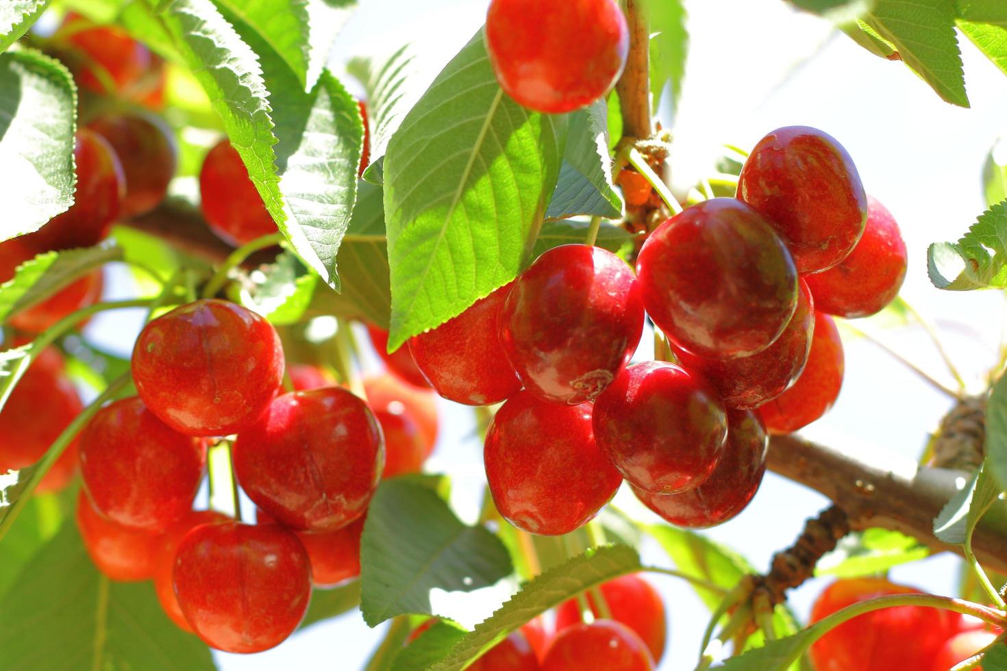 Red cherry tree photo