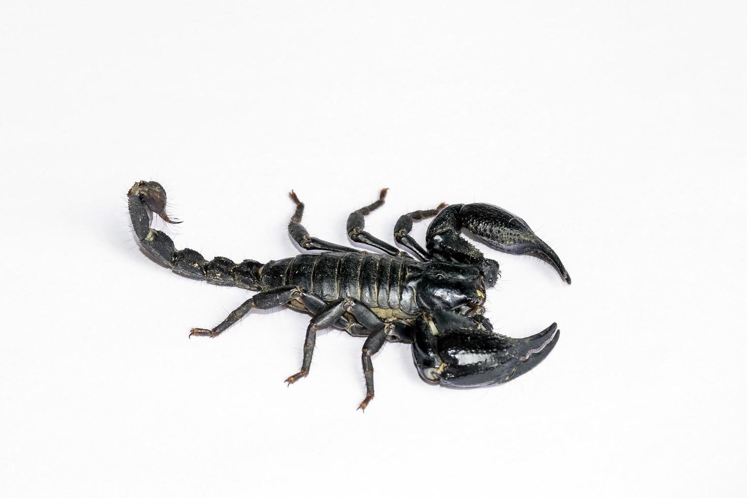 Black Scorpion isolated on white background photo