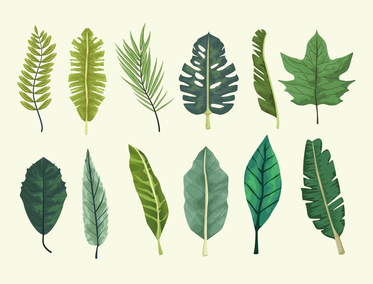 tropical leafs botanical background design vector
