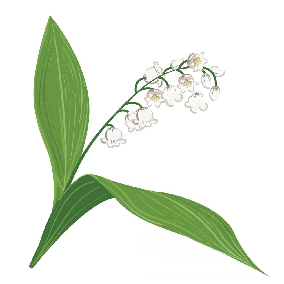 Flowering plant lily of the valley Botanical art spring flower Realistic hand drawn vector illustration isolated on white background