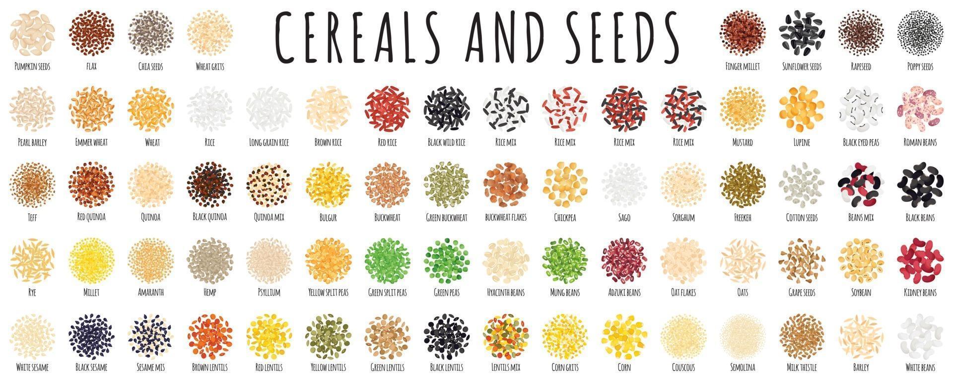 gran conjunto de cereales y semillas saludables vector