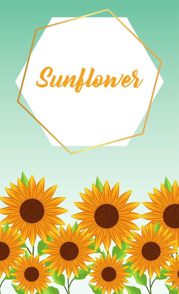 beautiful sunflowers garden with frame vector