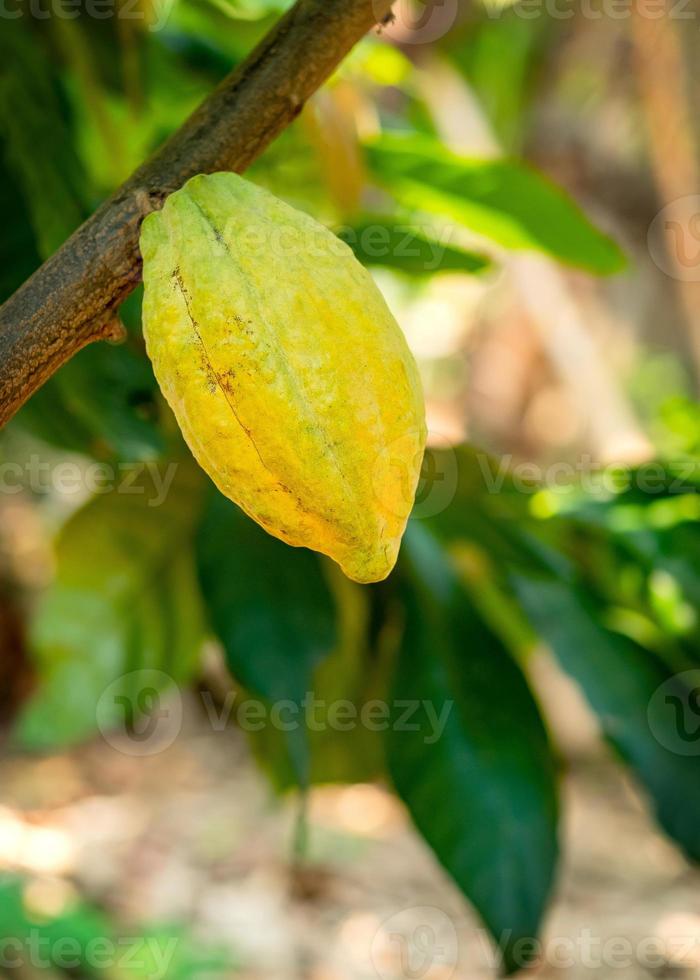 Árbol de cacao con mazorcas de cacao en una granja orgánica foto