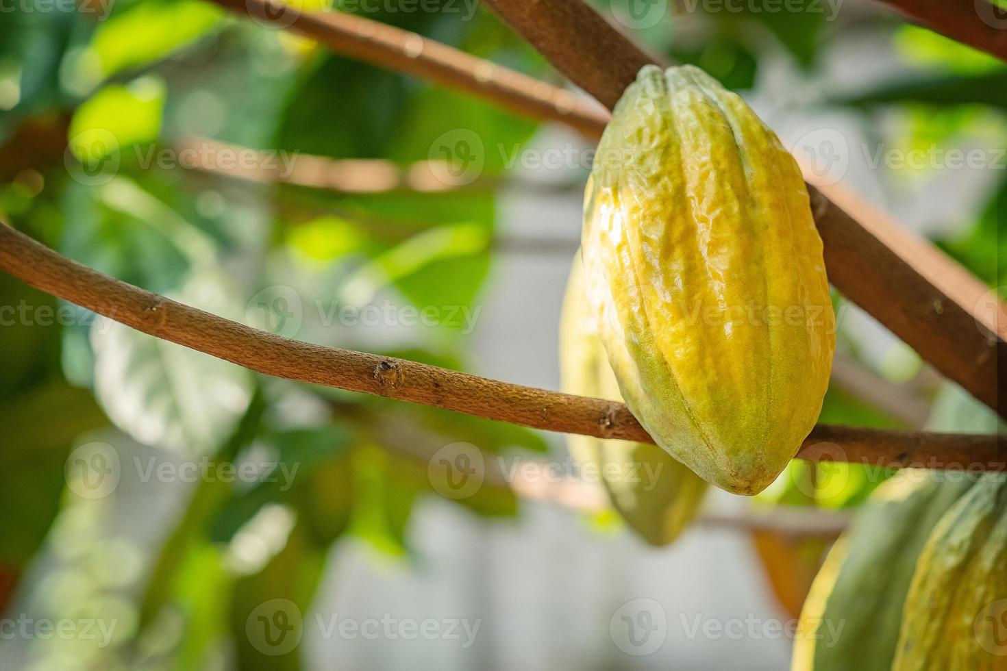 Árbol de cacao con mazorcas de cacao en una granja orgánica foto