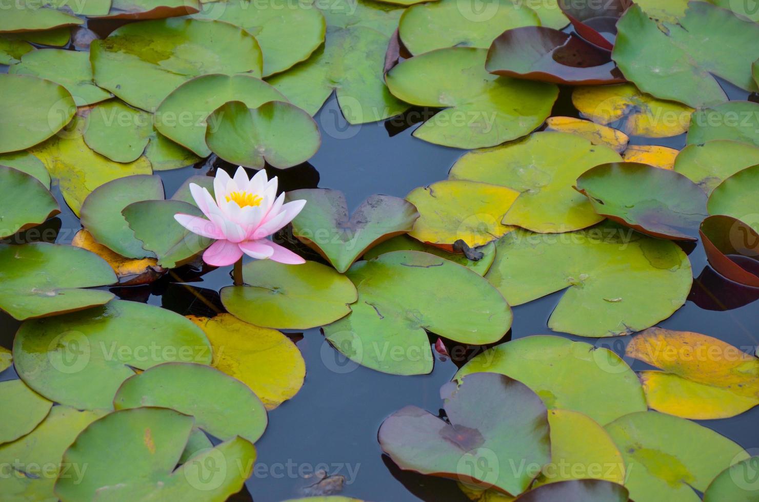 Primer plano de un nenúfar rosa medio abierto en un estanque rodeado por hojas de agua verde foto