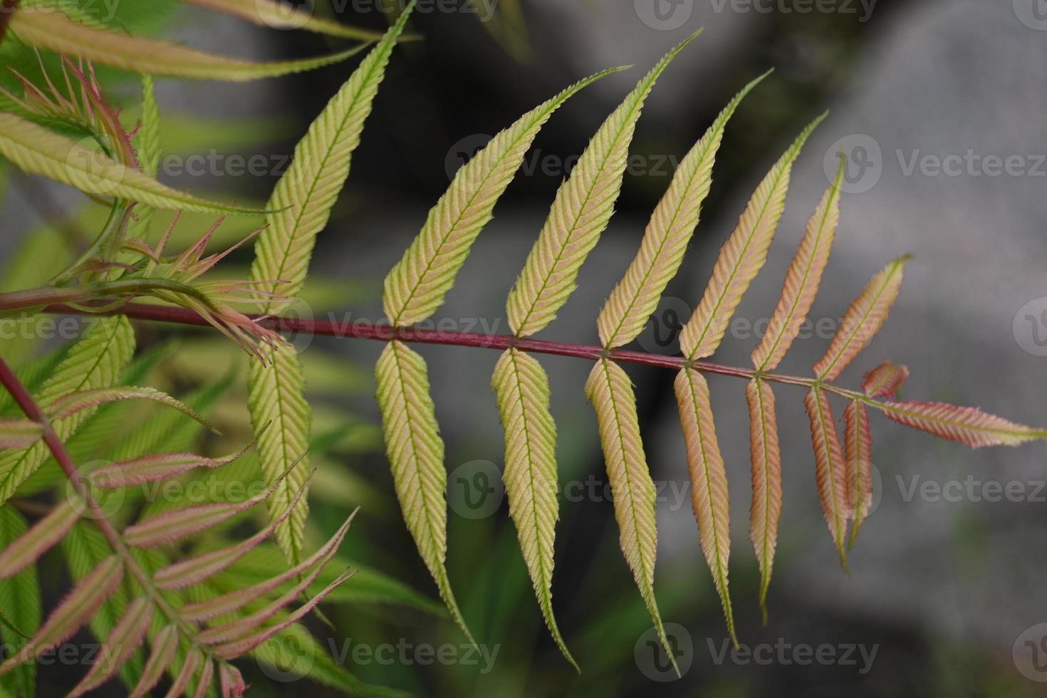 Yellowish green rowan leaf photo