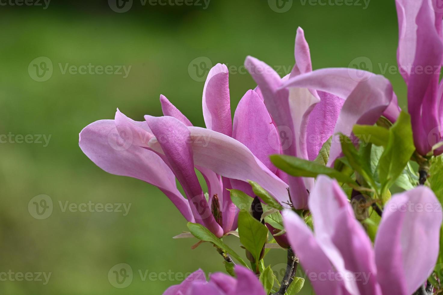 grandes flores de magnolia rosa foto