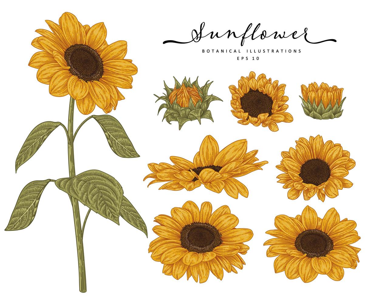 Sunflower Highly detailed line art Hand Drawn Sketch Elements Botanical Illustrations decorative set vector