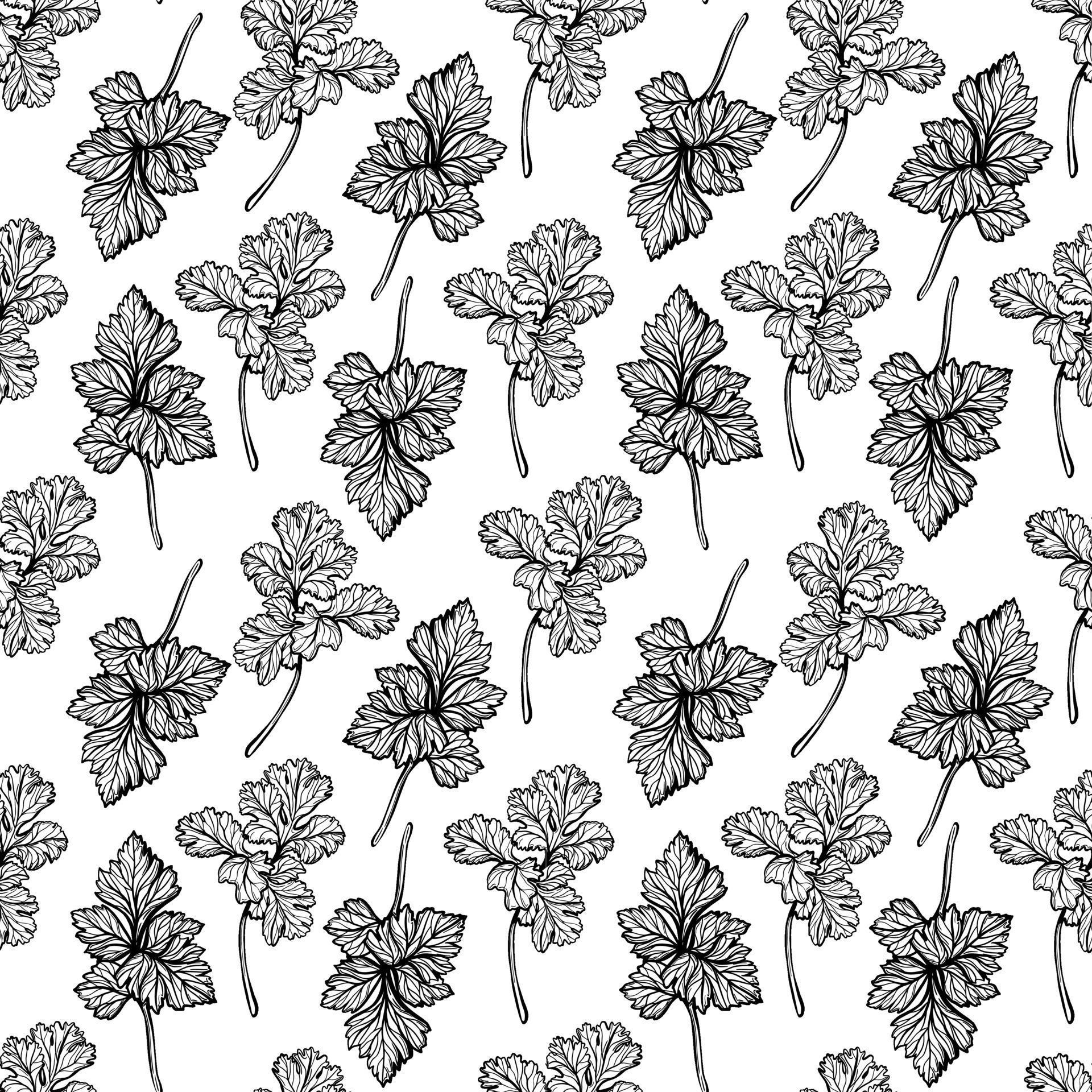 Parsley pattern. Aromatic spice, healthy herbs. Handdrawn vector