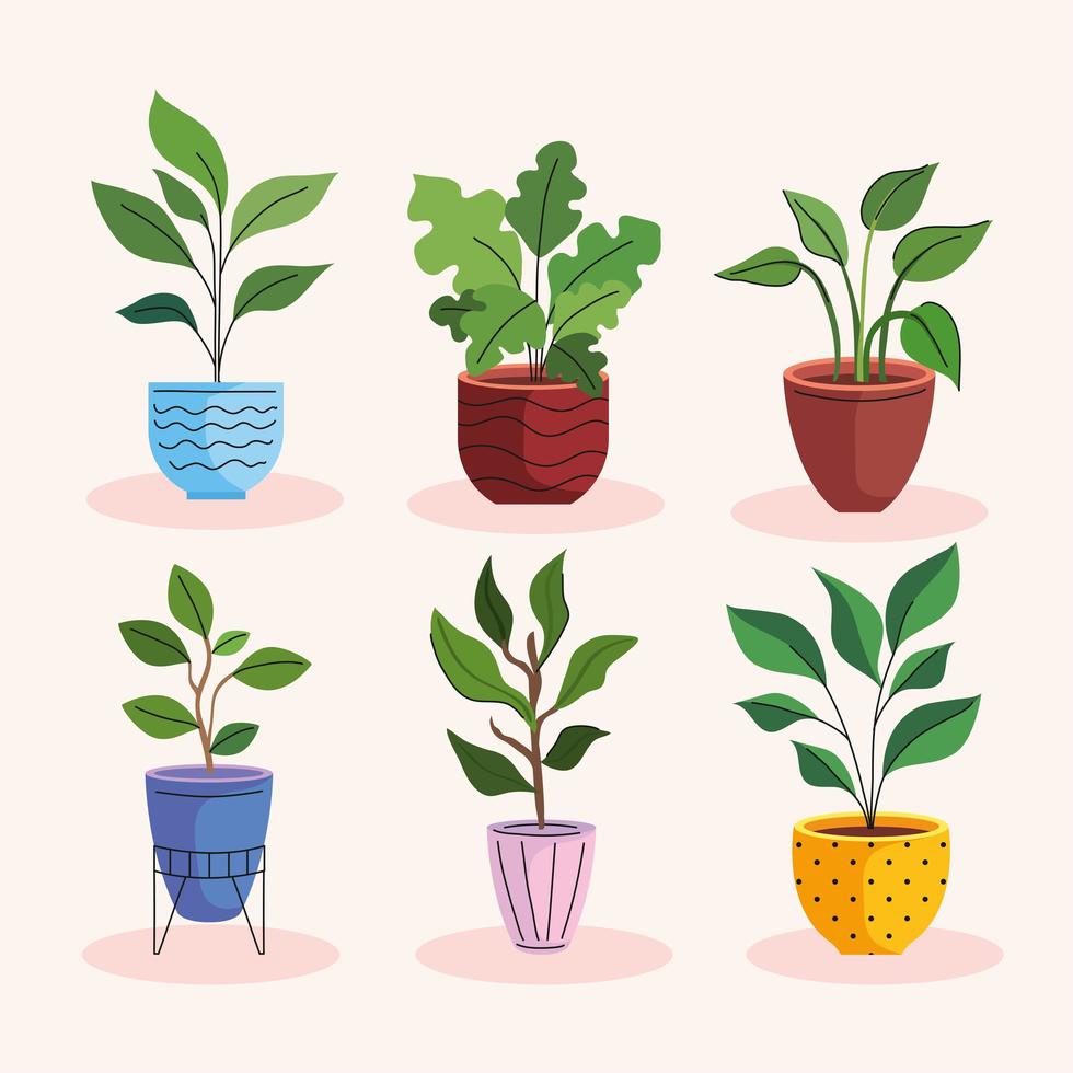 bundle of six house plants in ceramic pots vector