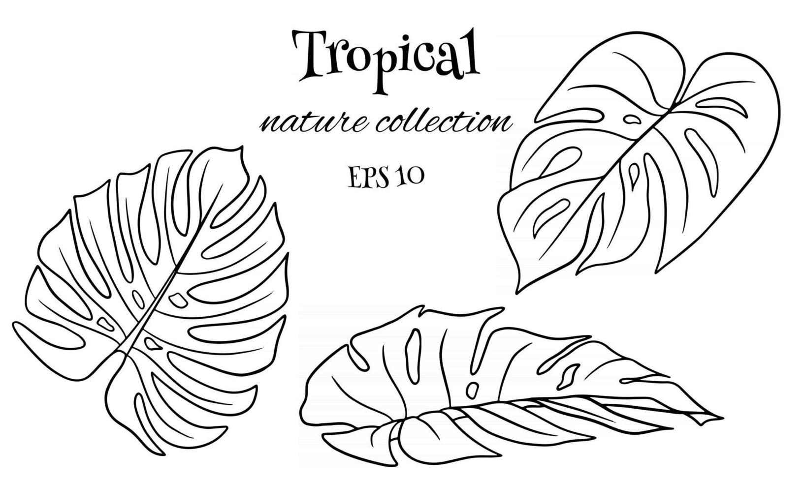 conjunto tropical con exóticas hojas de palmera talladas en estilo de línea vector