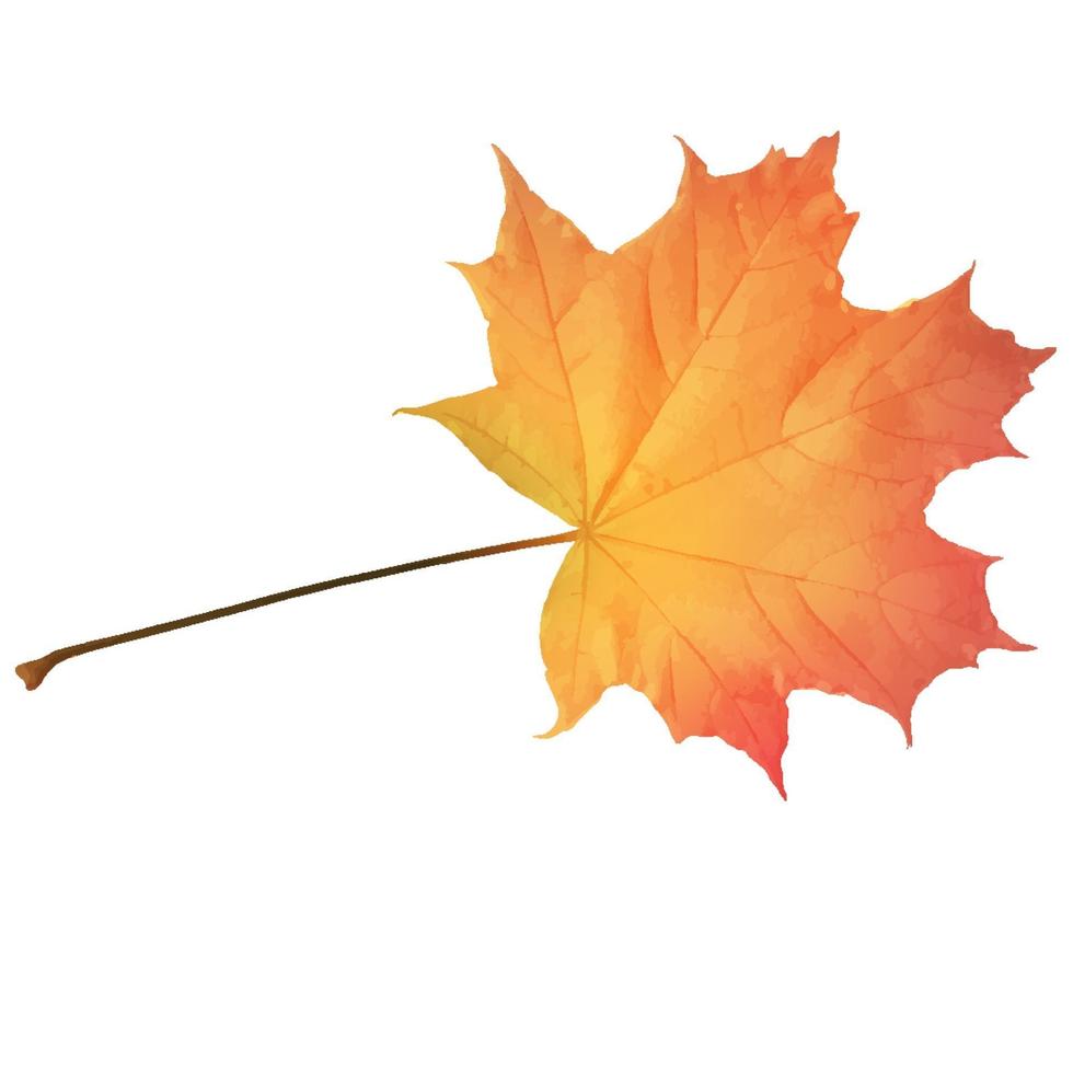 Autumn maple leaf vector on a white background