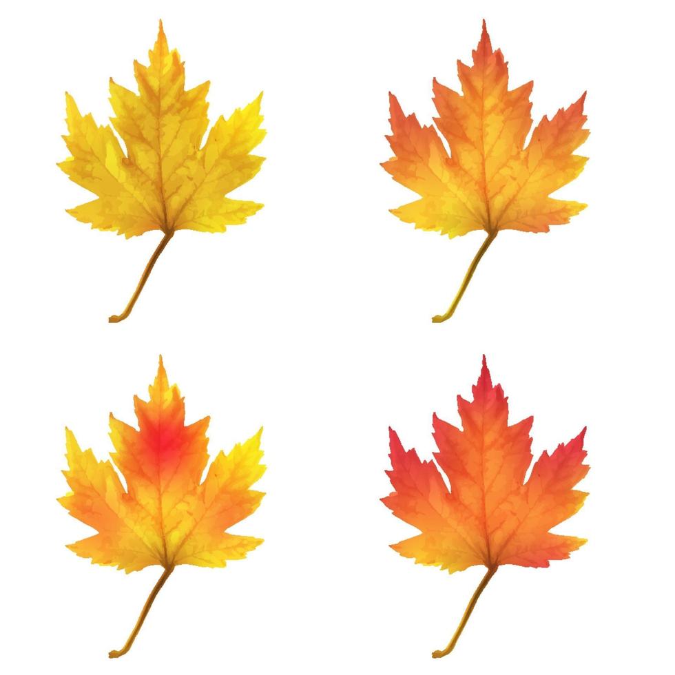 Realistic maple leaves isolated on white background vector