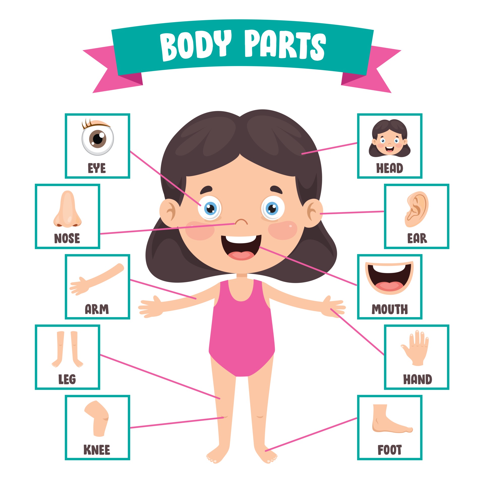 anatomie de l & # 39; infographie du corps humain 1427894 Art vectoriel  chez Vecteezy