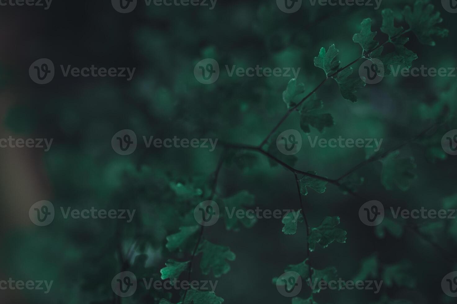 A close up of green leaves on a tree photo