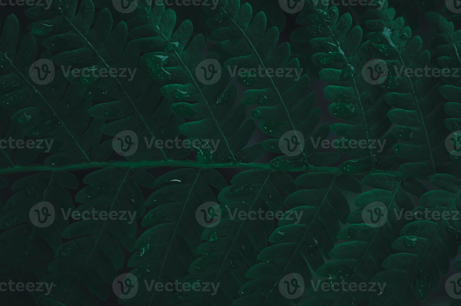 A close up of a green fern leaf photo