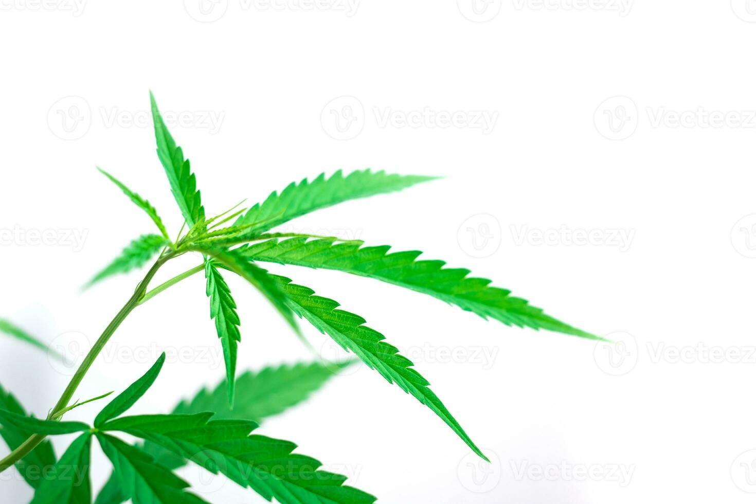 Green medicinal plant cannabis leaf photo