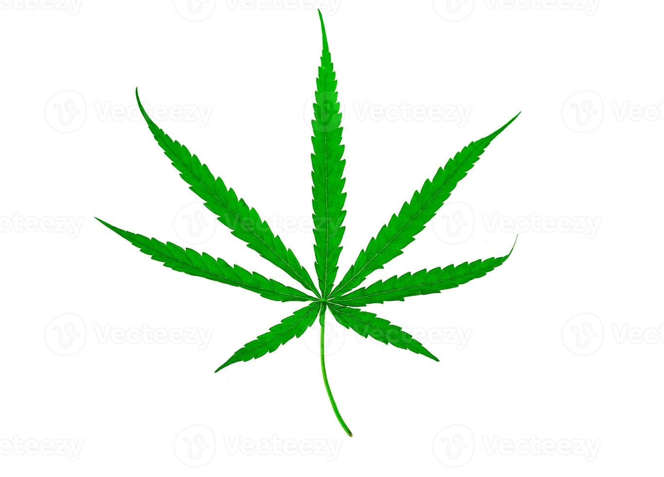 medicinal plant cannabis leaf photo