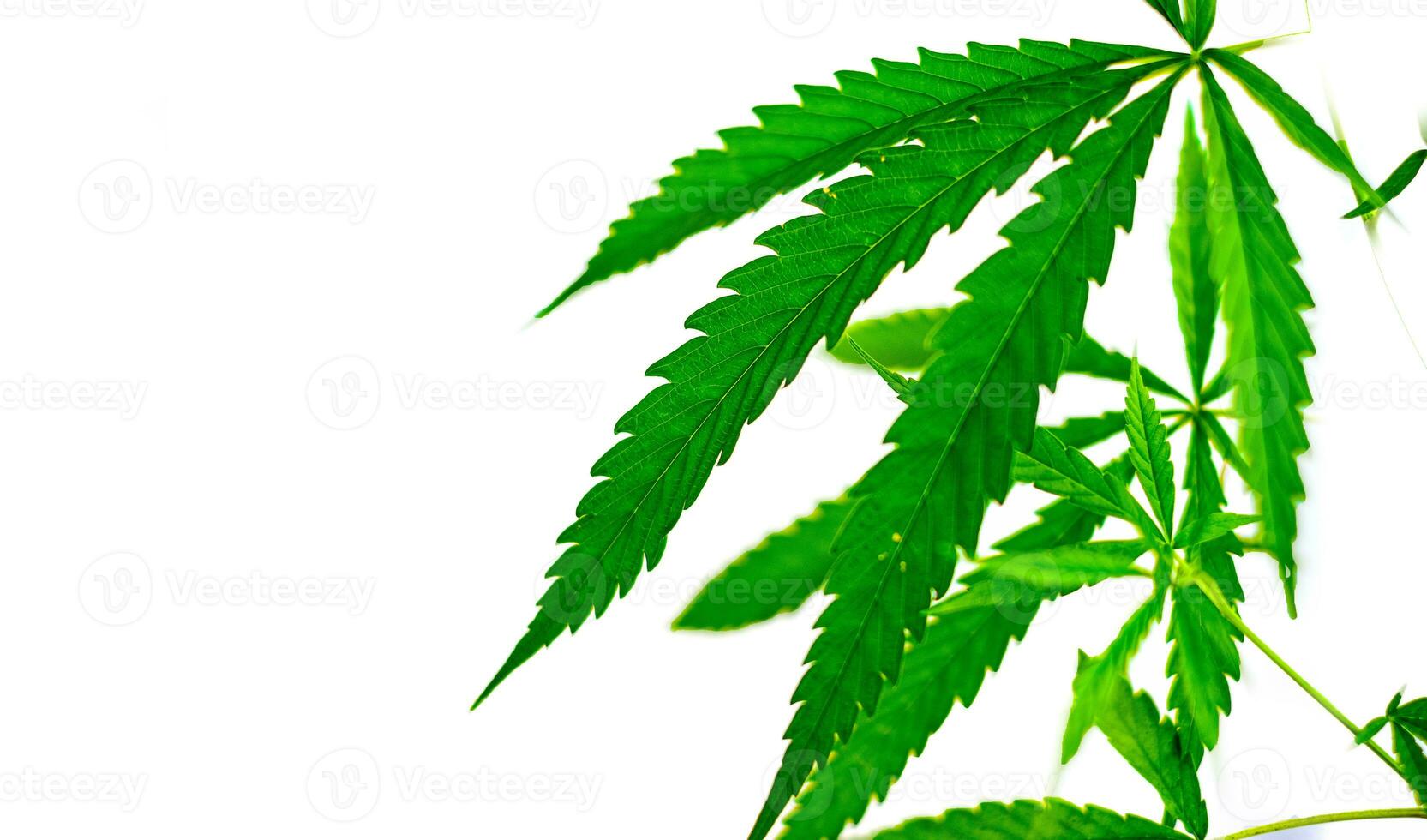 Green medicinal plant cannabis leaf photo