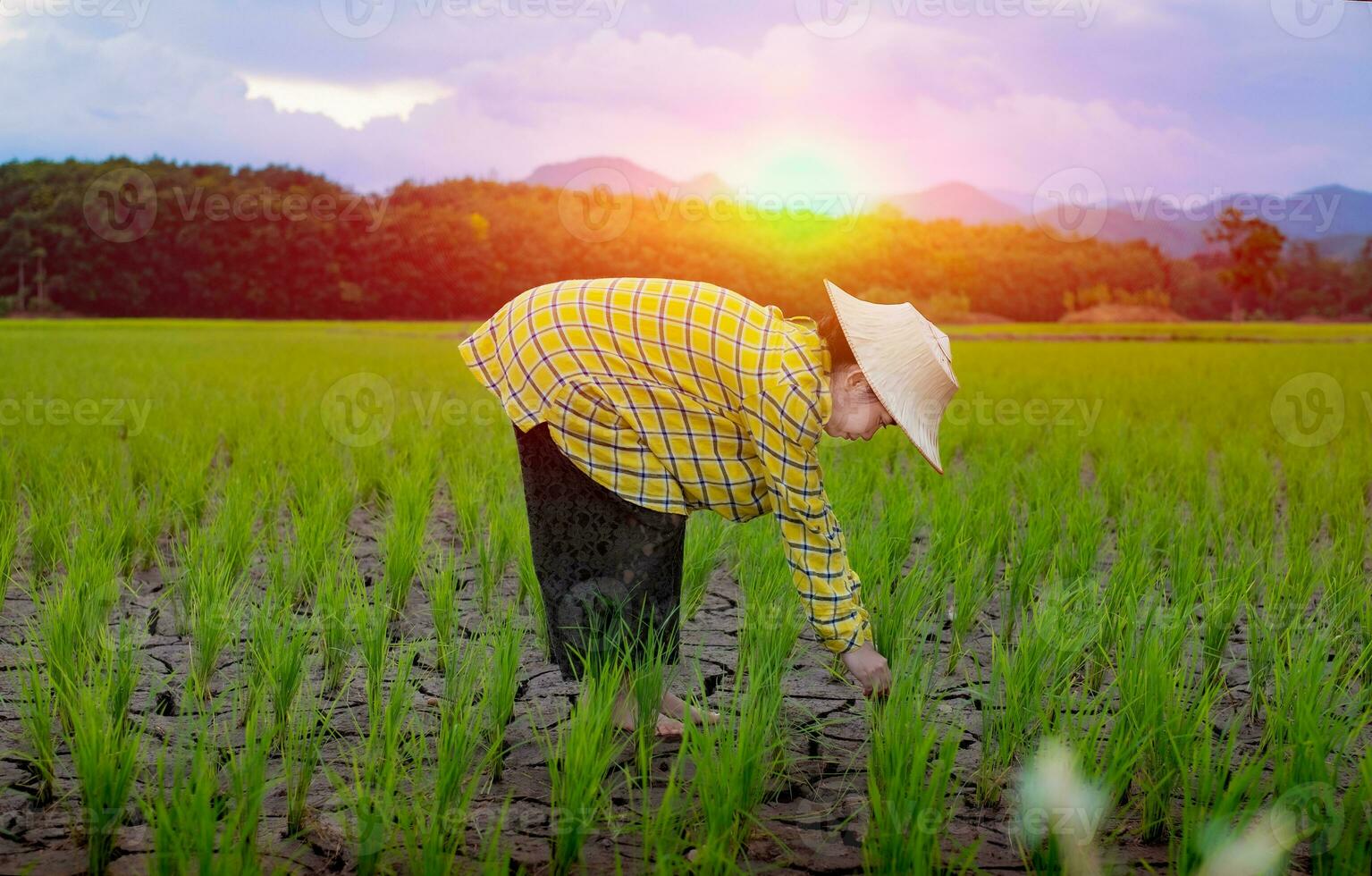 mujer agricultora mirando plántulas de arroz verde foto