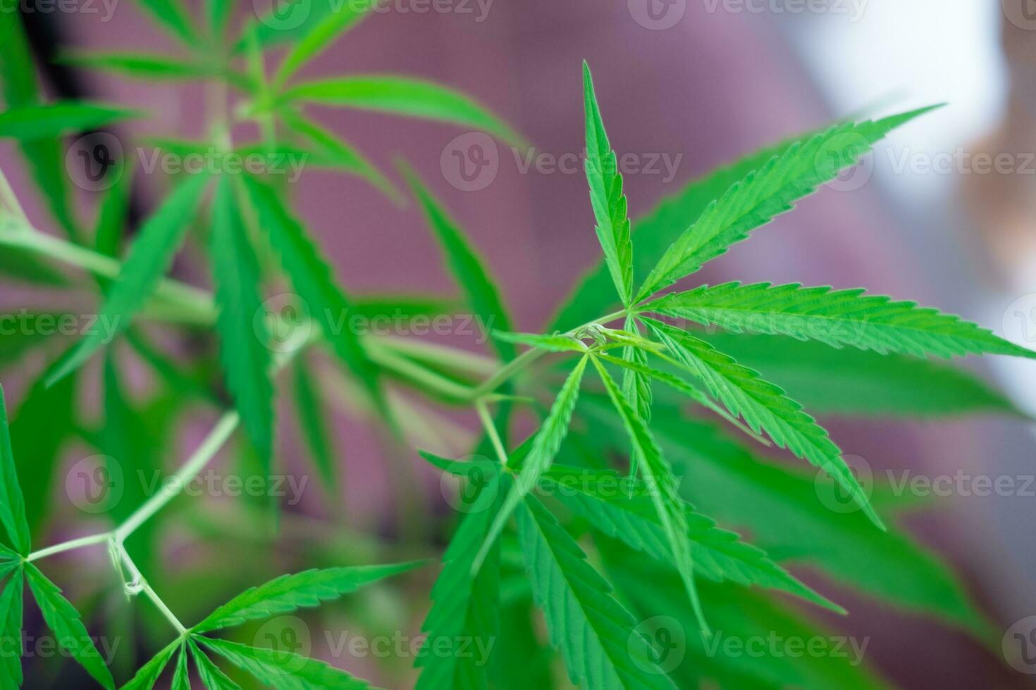 Green medicinal plant cannabis leaf photo