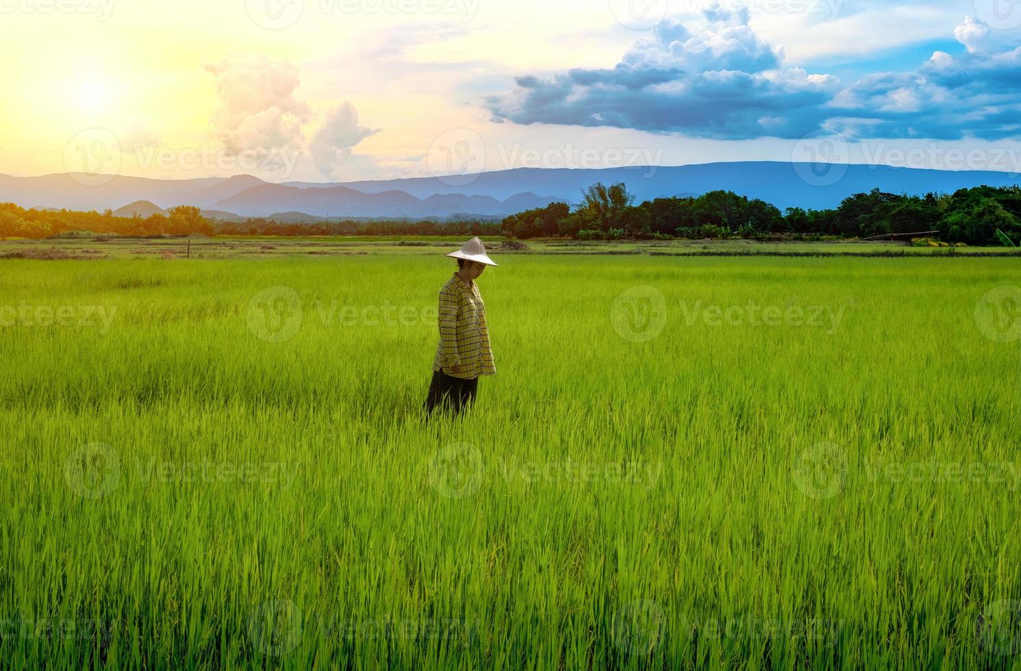 La agricultora mirando las plántulas de arroz verde en un campo de arroz con un hermoso cielo y nubes foto