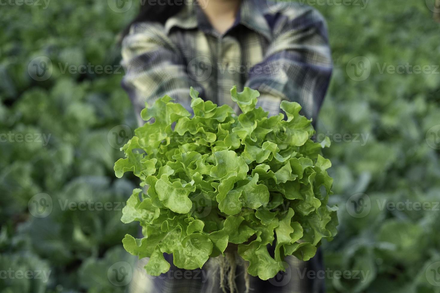 Young farmer is holding vegetable green oak photo