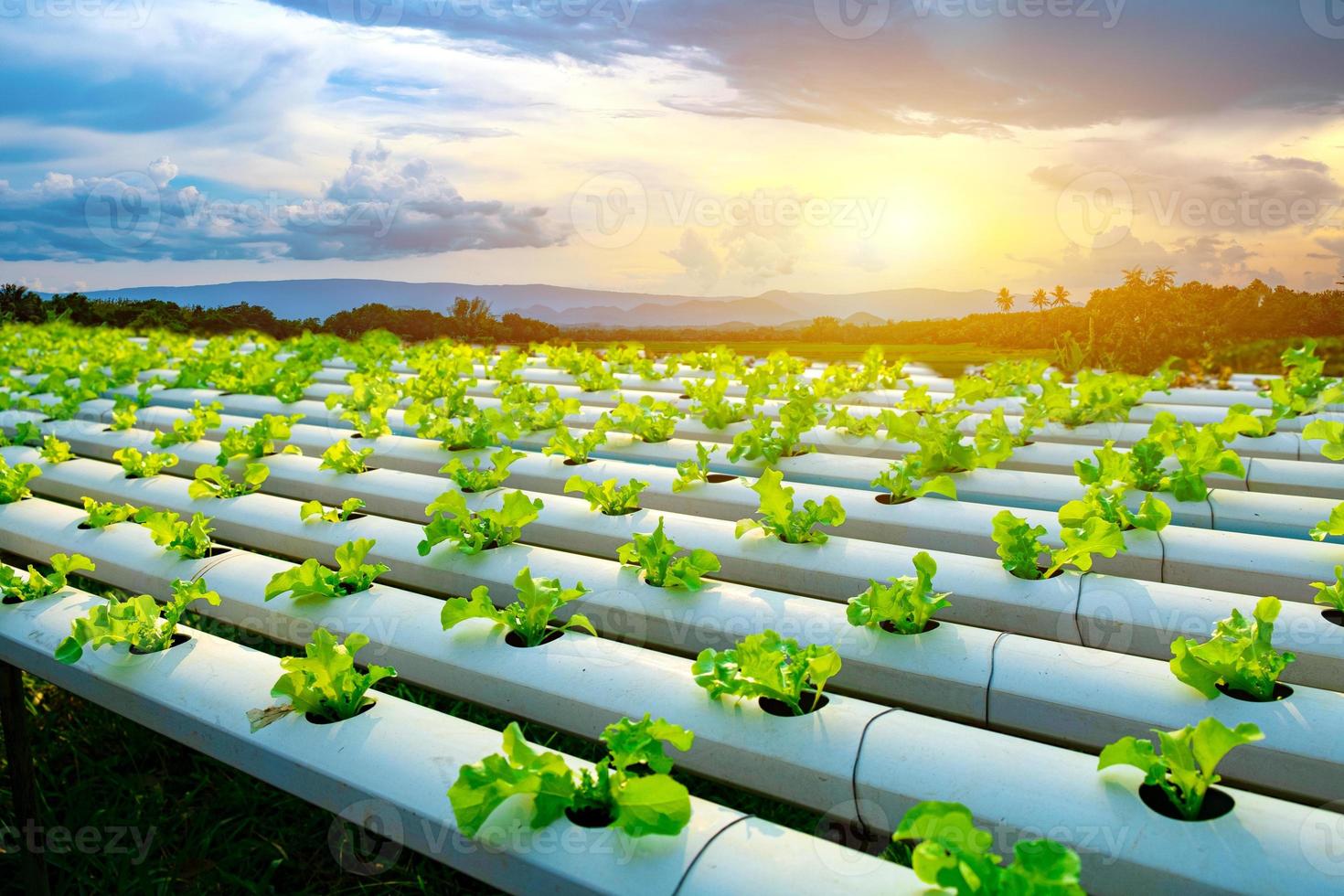 Roble verde vegetal que crece en tubería de pvc, sistema hidropónico, flujo de agua y automatización de fertilizantes en la parcela de siembra foto