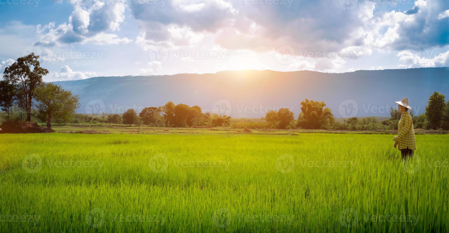 Woman farmer staring green rice seedlings photo