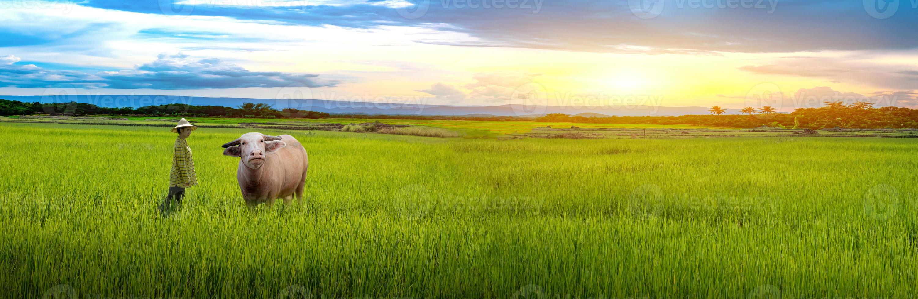 Mujer agricultora mirando búfalos y plántulas de arroz verde en un campo de arroz con un hermoso cielo y nubes foto