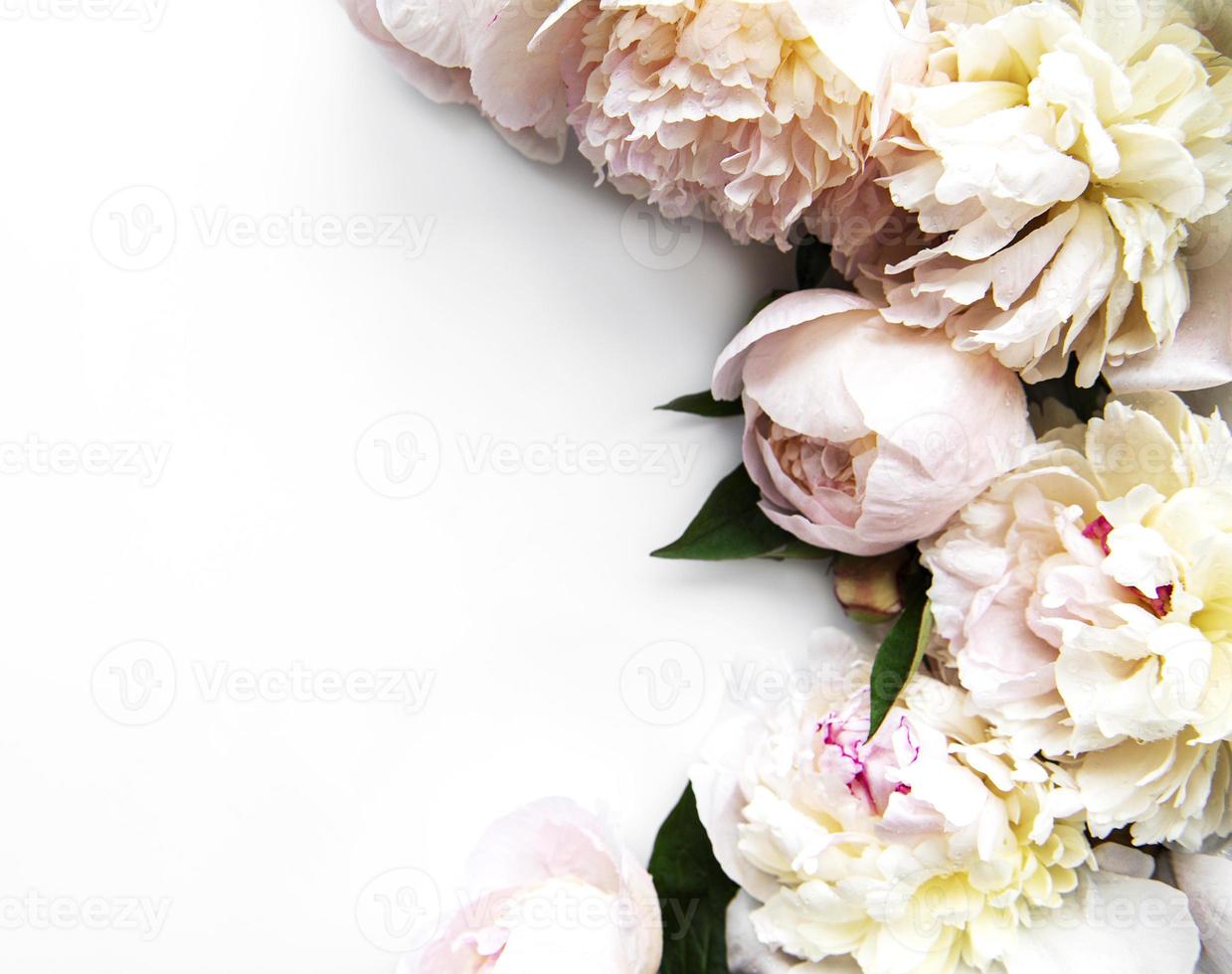 Peony flowers on a white background photo