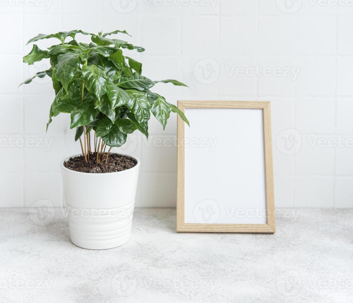 Sprouts of coffee plant tree in a pot photo