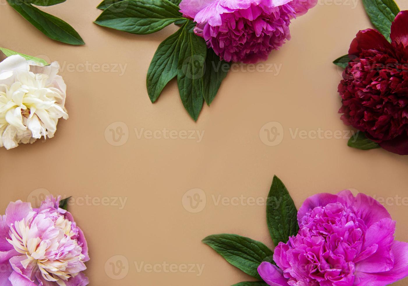 flores de peonía rosa como borde foto