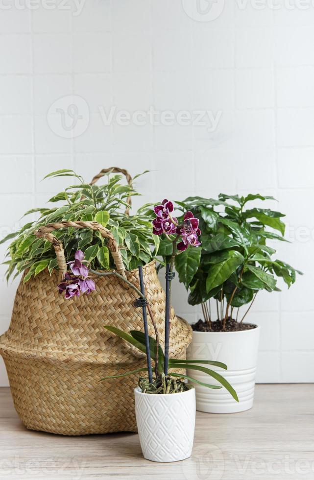 House plants on the table photo