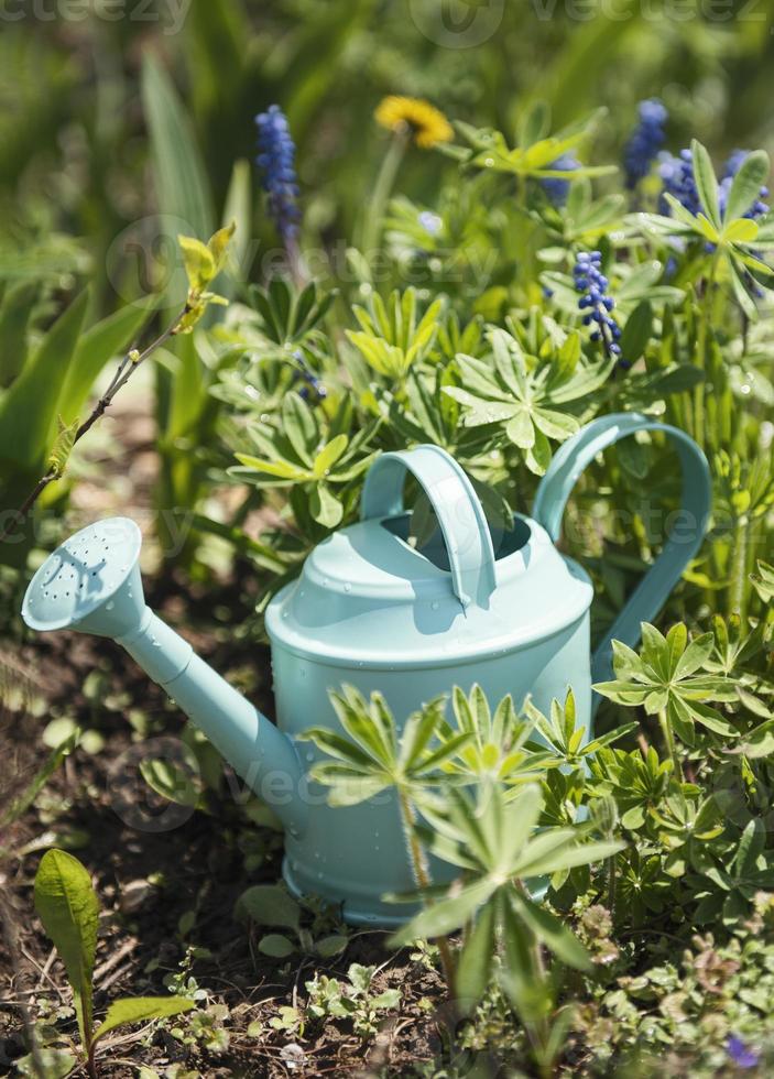 Green watering can in the garden between flowers photo