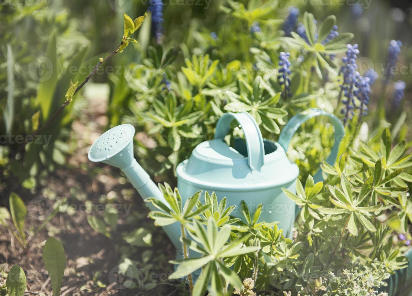 regadera verde en el jardín entre flores foto