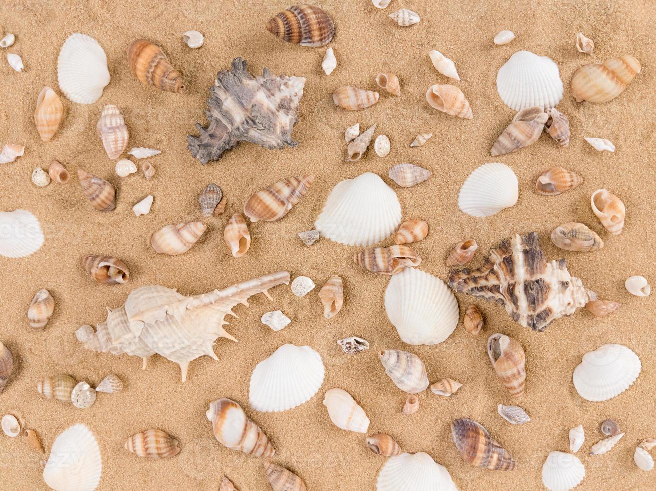 Mix of sea shells on sand background photo