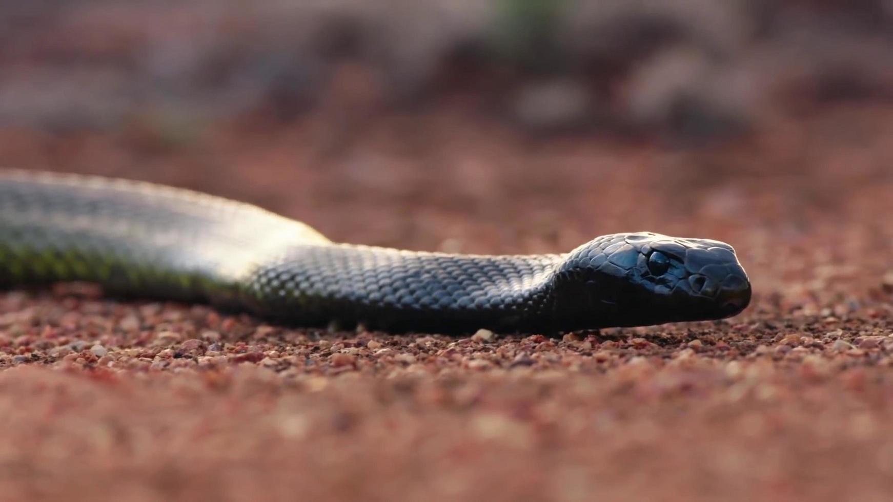 Una serpiente mumba negra africana tumbada en el suelo del desierto foto