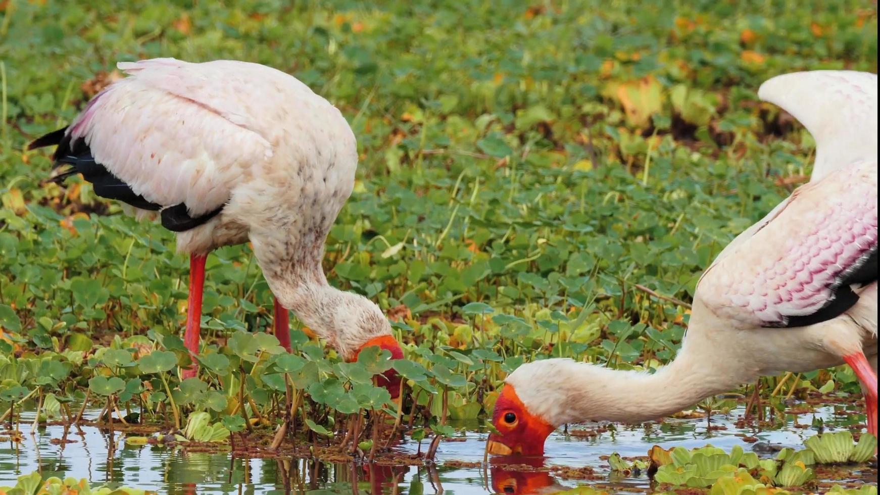 Dos aves cigüeña migratoria con picos anaranjados y cabeza buscando comida en el estanque foto
