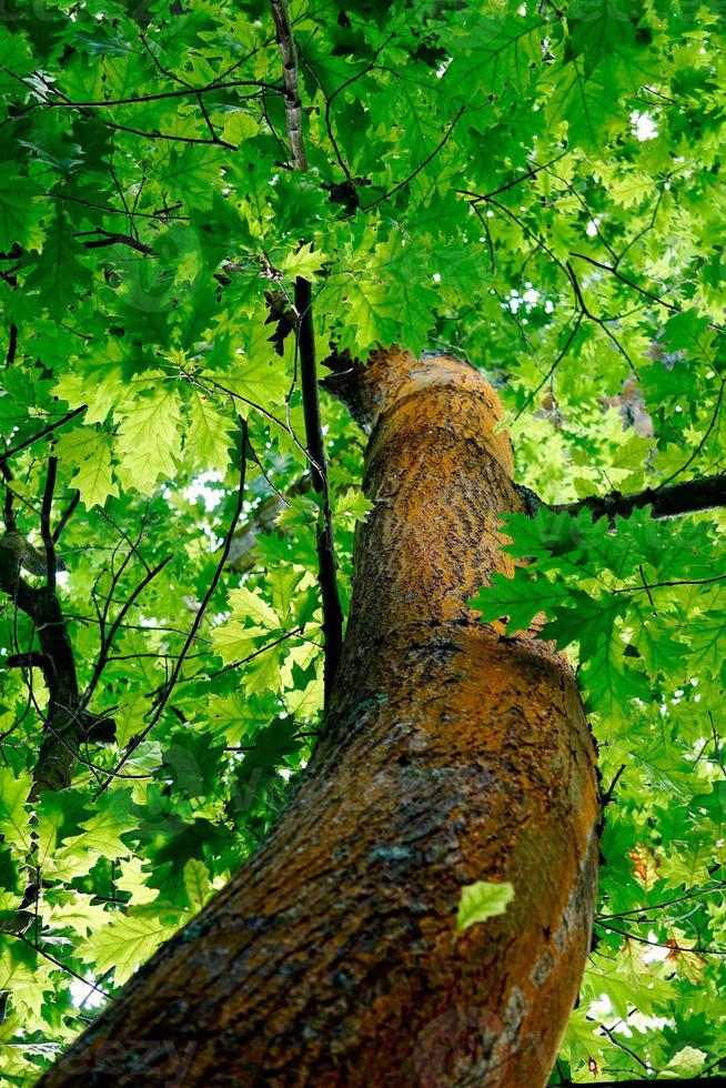 tronco de árbol con hojas verdes en primavera foto