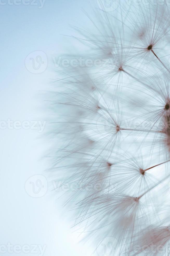 beautiful dandelion flower in spring season photo